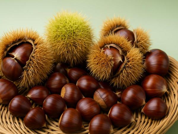 Kastanien: Eines der ältesten Lebensmittel der Welt – und ein Herbstgenuss, der lange satt macht